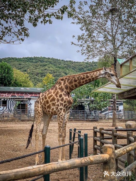 大连森林动物园图片