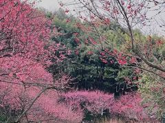 -重庆彩云湖湿地公园