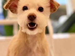 -BABYDOG宝贝狗宠物乐园(欧洲城店)