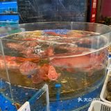 年底在上海 实现海鲜自由 大家来跟我一起薅羊毛 石斑鱼火锅棒