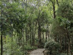 -上海佘山国家森林公园天马山园