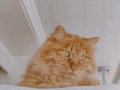 -北京恒爱动物医院(清景园分院)