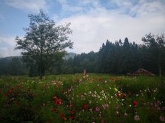 -武陵山森林公园