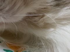 -四月宠物医院·猫专科·心脏专科·内科(转塘店)