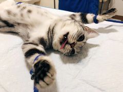 -灵美宠物诊所