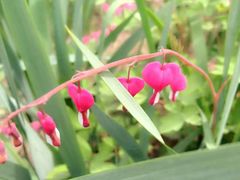 -黑龙江省森林植物园