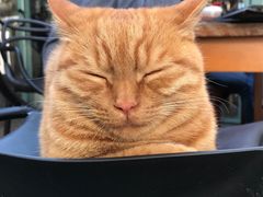 -喵屿·大理花园猫咖