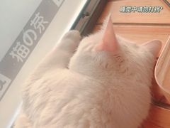 -猫的茶·猫咖