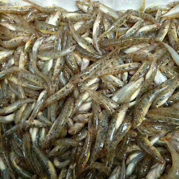 紫苏山坑鱼仔 ￥ 45