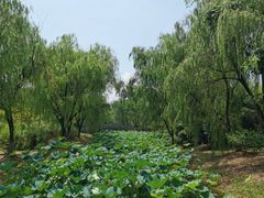 -绍兴镜湖国家城市湿地公园