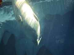 -海合安武汉极地海洋公园