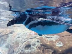 -海合安武汉极地海洋公园