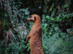 -云南野生动物园