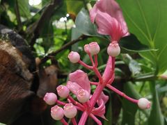 -中国科学院华南植物园