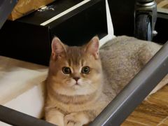 -猫大福·Fortune Cat猫舍(百子湾店)