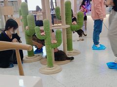 -喵园·猫主题咖啡厅·撸猫·猫咖(国贸店)