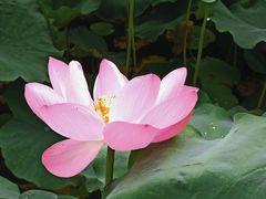 -大宁郁金香公园-停车场