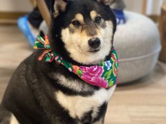 -柴迷FANS CLUB·柴犬狗咖·猫咖