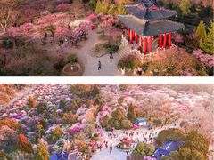 -梅花山(明孝陵内)