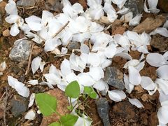 -南国桃园旅游度假区