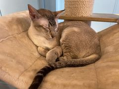 -遇见羊驼·奶狗咖·布偶猫咖·法斗柯基柴犬阿拉斯加(春熙路太古里IFS店)