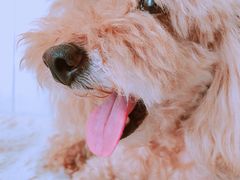 -BABYDOG宝贝狗宠物乐园(欧洲城店)