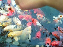 -国色天乡三期陆地乐园