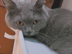 -逗柴咖啡屋·狗咖猫咖宠物桌游