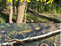 -绿堤公园