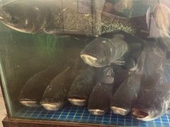 -新天明砂锅鱼头煲