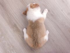 -浣熊柯尔鸭土拨鼠·电玩咖