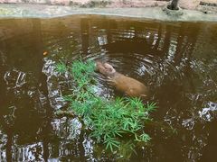 -清迈夜间动物园