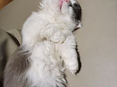 -猫腻·猫咖·撸猫馆(星光大道店)