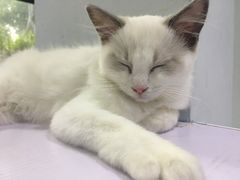 -喵的天空名猫咖啡馆·撸猫·猫舍·用品