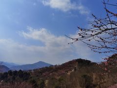 -新建村梅花
