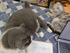 -猫音日语留学培训