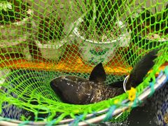 -全乐鱼馆·淳牌有机鱼直营店