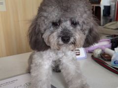 -瑞派宠物医院·犬猫全科·猫友好(宾水西道店)