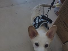 -艾贝尔宠物医院·狂犬免疫点(江山金象城店)