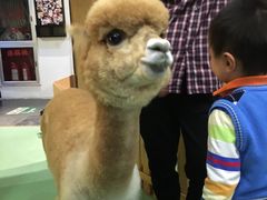 -藦茜花园宠物主题亲子互动体验馆(国顺东路店)