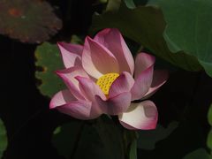 -映月湖公园
