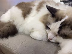 -白兔子密室(长寿路店)