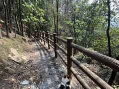 -南山植物园