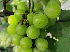 -美家乐农庄·露营·团建(大治路店)