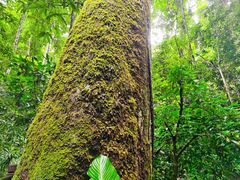 -西双版纳原始森林公园