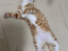 -纳吉亚猫专科动物医院·北北分院