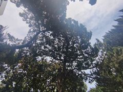-叶家花园