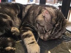 -平行世界·猫咖(首经贸店)