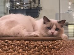 -momokira米努特·德文卷毛猫·棉花面纱犬