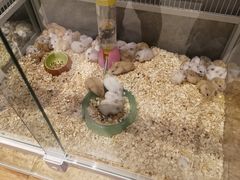 -狗道宠物(常熟印象城店)